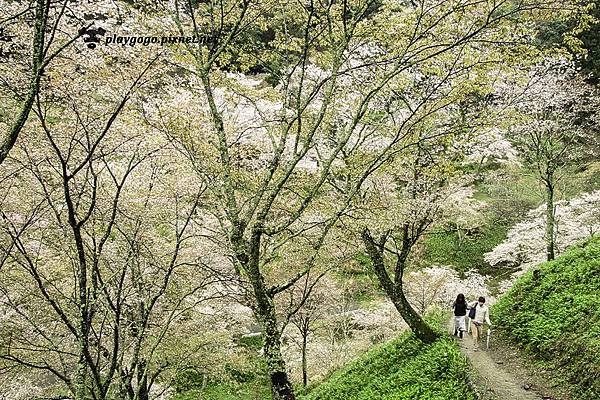 吉野山賞櫻 (8)