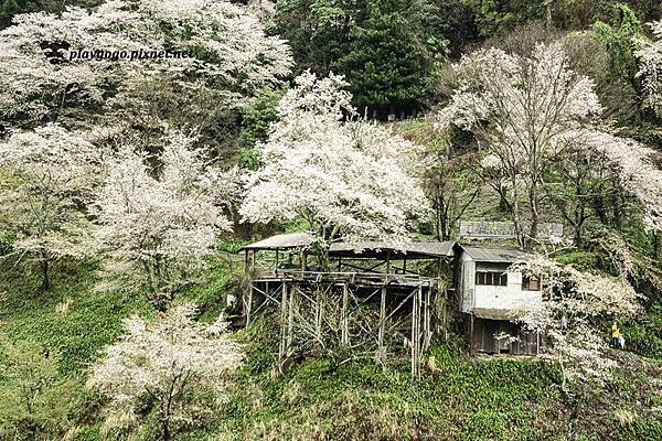 吉野山賞櫻 (9)