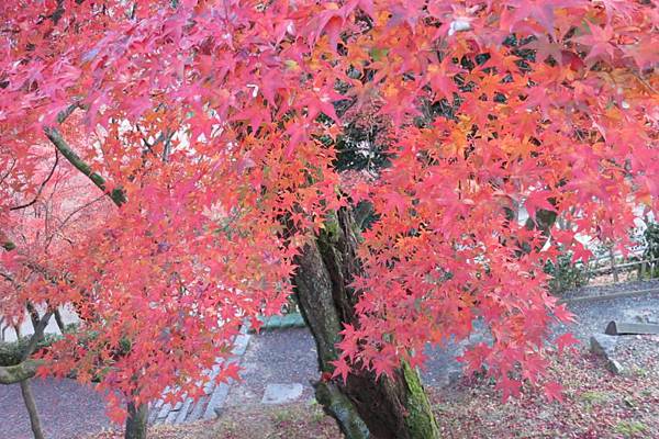 0113《清水寺》 (8)