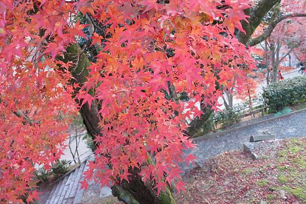 0113《清水寺》 (10)