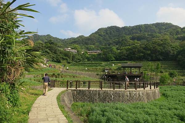 0504《貓空》樟樹步道 (13).JPG