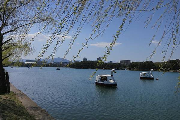 0513《福岡城の桜》舞鶴公園 (5).JPG
