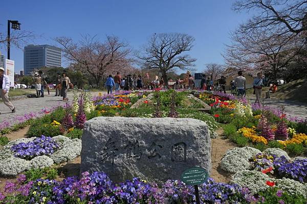 0513《福岡城の桜》舞鶴公園 (6).JPG