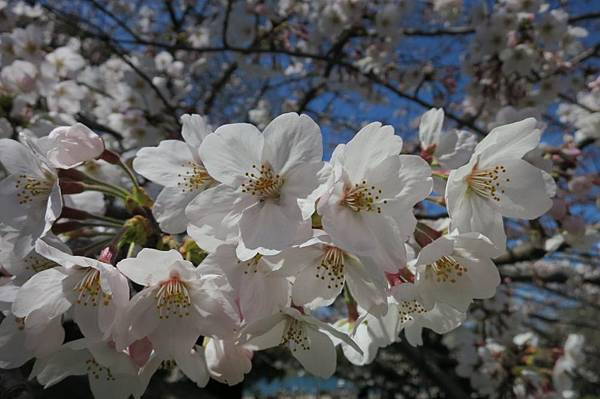 0513《福岡城の桜》舞鶴公園 (7).JPG