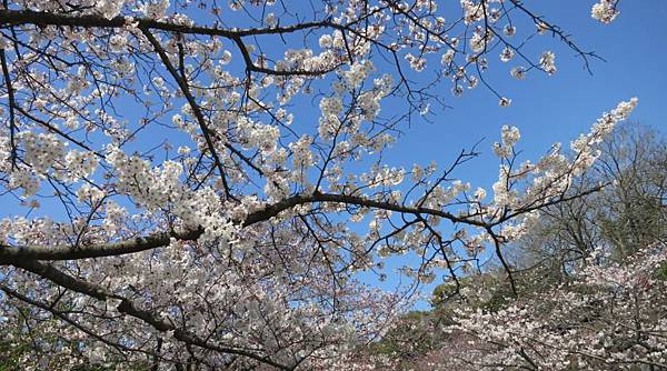 0513《福岡城の桜》舞鶴公園 (8).JPG