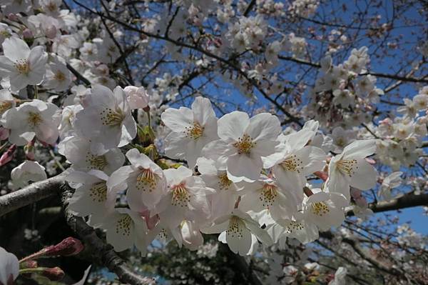 0513《福岡城の桜》舞鶴公園 (9).JPG