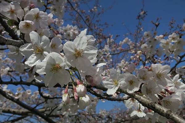 0513《福岡城の桜》舞鶴公園 (11).JPG