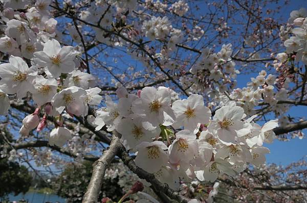 0513《福岡城の桜》舞鶴公園 (13).JPG