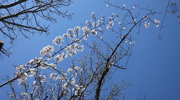 0513《福岡城の桜》舞鶴公園 (17).JPG