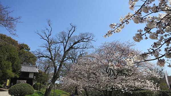 0513《福岡城の桜》舞鶴公園 (16).JPG