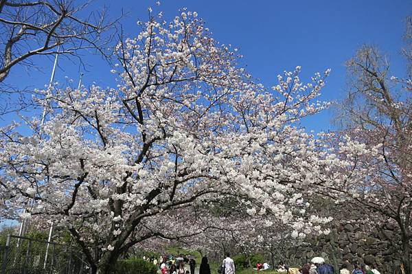 0513《福岡城の桜》舞鶴公園 (18).JPG