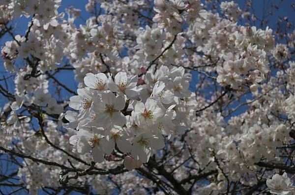 0513《福岡城の桜》舞鶴公園 (20).JPG