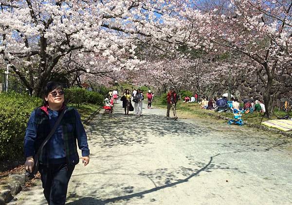 0513《福岡城の桜》舞鶴公園 (19).JPG