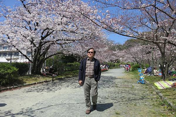 0513《福岡城の桜》舞鶴公園 (21).JPG