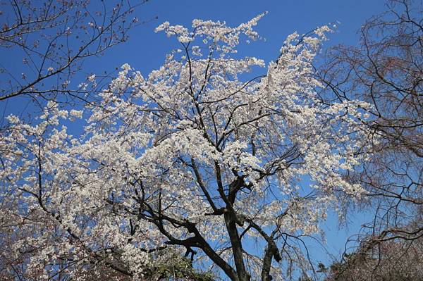 0513《福岡城の桜》舞鶴公園 (22).JPG