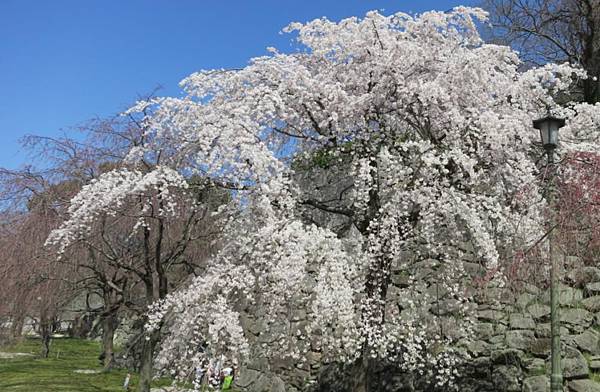 0514《福岡城の桜》大濠公園 (1).JPG