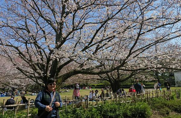 0514《福岡城の桜》大濠公園 (6).JPG