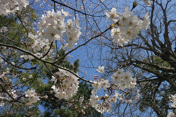 0514《福岡城の桜》大濠公園 (7).JPG