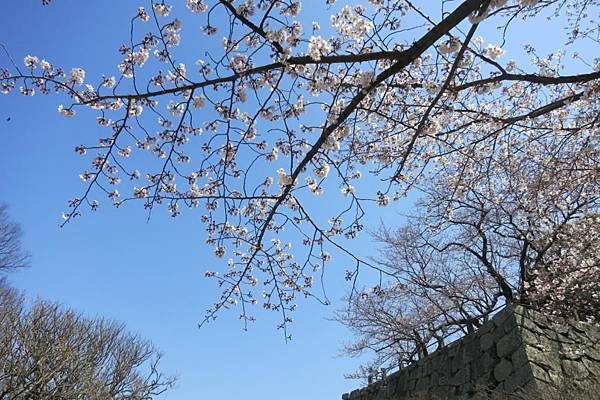 0514《福岡城の桜》大濠公園 (9).JPG