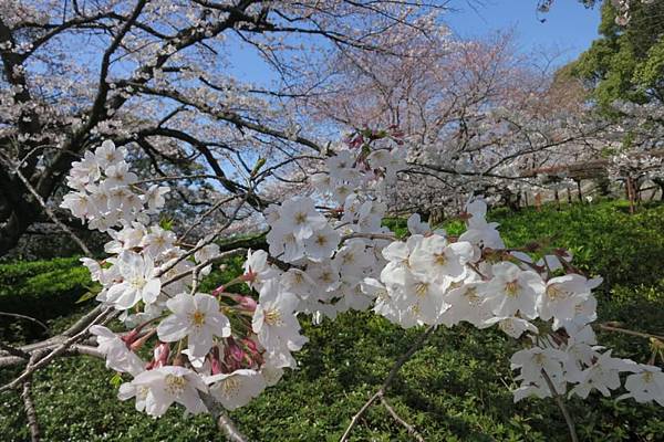 0514《福岡城の桜》大濠公園 (11).JPG