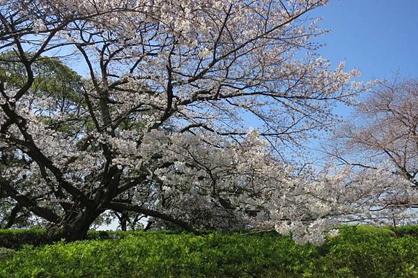 0514《福岡城の桜》大濠公園 (12).JPG