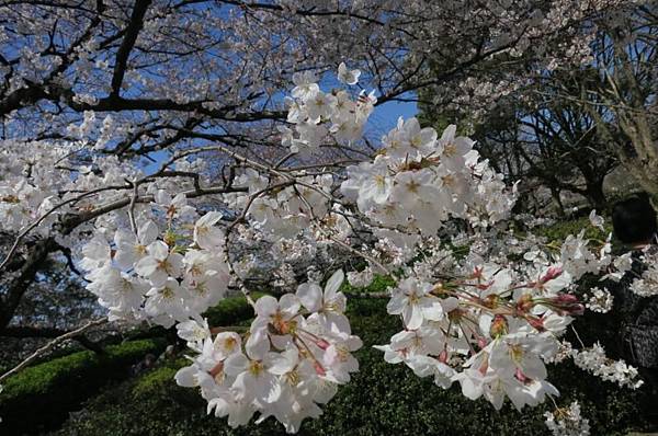 0514《福岡城の桜》大濠公園 (14).JPG