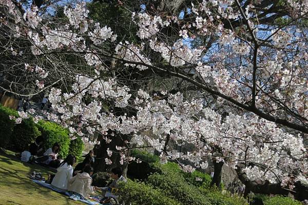 0514《福岡城の桜》大濠公園 (16).JPG