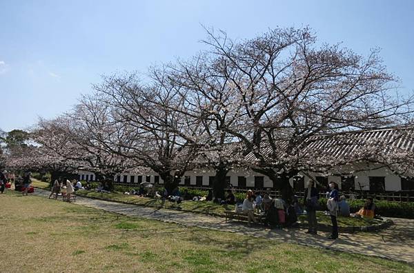0514《福岡城の桜》大濠公園 (21).JPG
