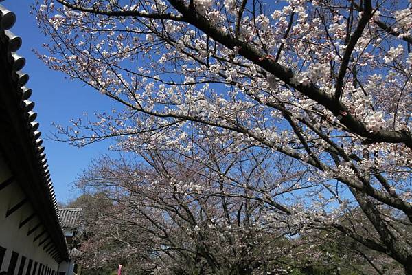 0514《福岡城の桜》大濠公園 (22).JPG