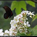 Tung tree flower_03.jpg