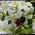 Tung tree flower_04.jpg