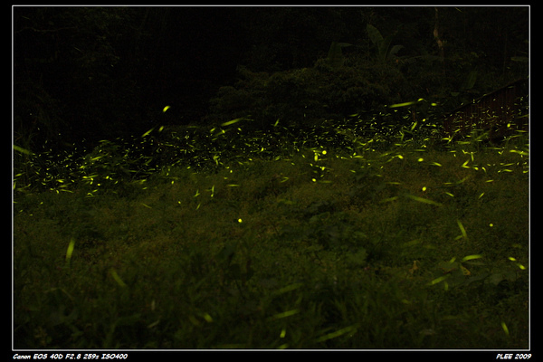 Firefly_02.jpg Firefly_02.jpg