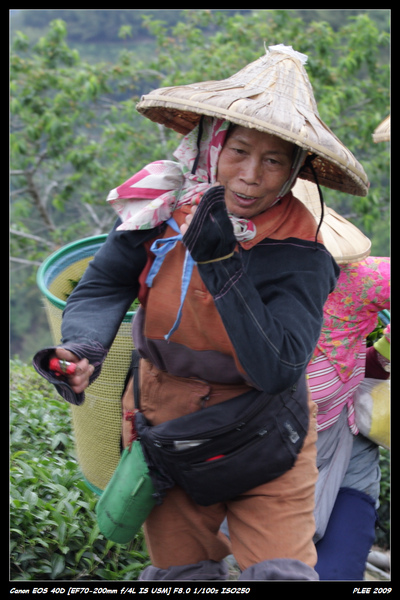 Alishan Tea Garden_03.jpg