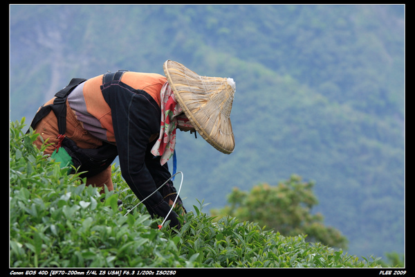 阿里山採茶_06.jpg