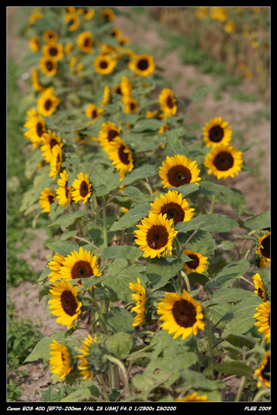 Sunflower_11.jpg