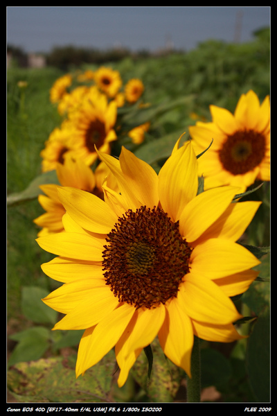 Sunflower_12.jpg