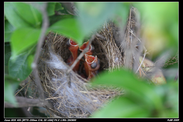 Bird hatch_02.jpg