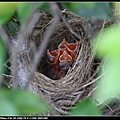 Bird hatch_04.jpg