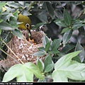 Bird hatch_10.jpg