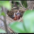 Bird hatch2_01.jpg