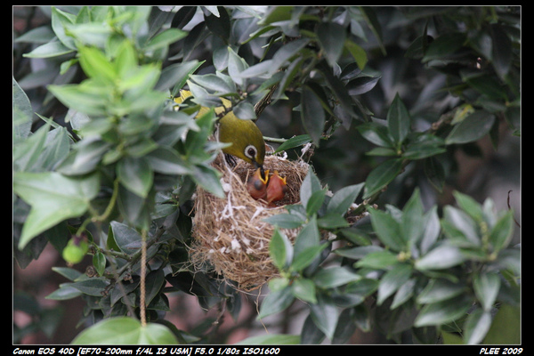 Bird hatch2_09.jpg