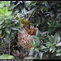 Bird hatch2_09.jpg