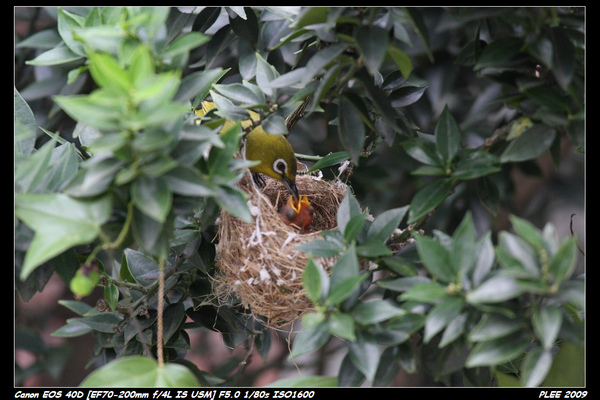 Bird hatch2_11.jpg