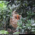 Bird hatch2_13.jpg