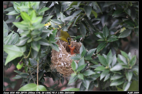 Bird hatch2_16.jpg