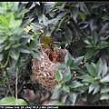 Bird hatch2_20.jpg