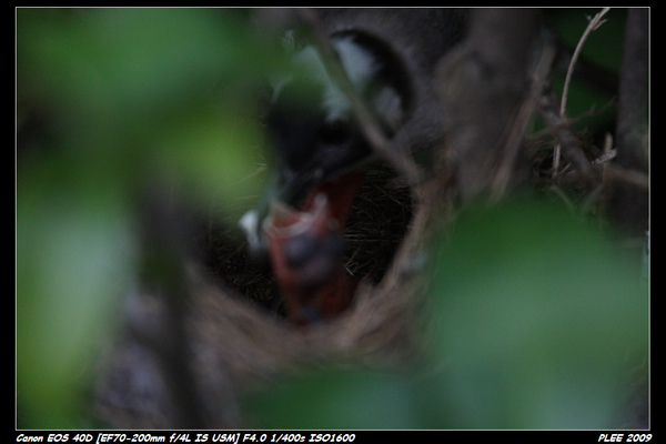 Bird hatch2_22.jpg