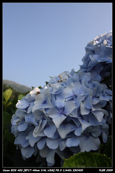 Hydrangea_01.jpg