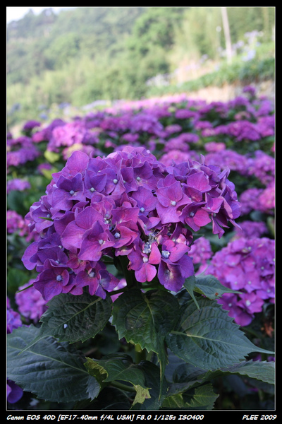 Hydrangea_05.jpg