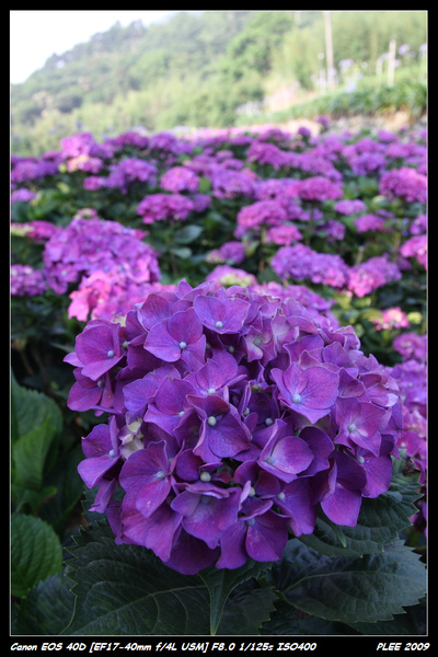 Hydrangea_06.jpg